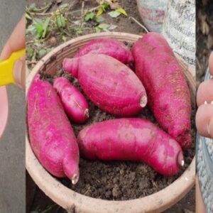Cassava & Sweet Potato Fertilizer Blend